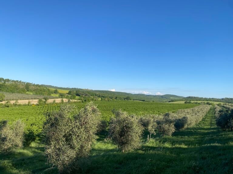 tenuta_gazzella_10